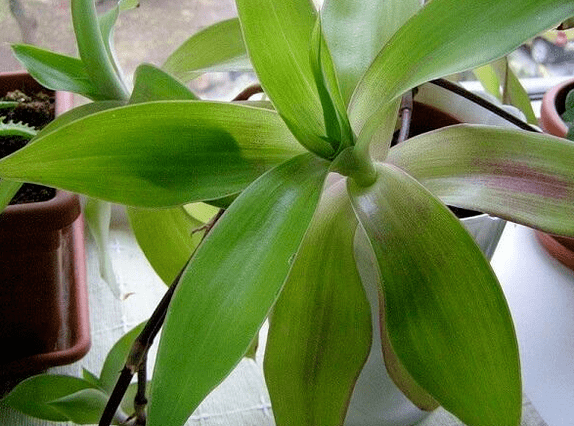 Baffi dorati